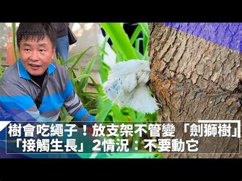 劍獅會放置在哪些地方|【劍獅會放置在哪些地方】劍獅退散惡靈鎮守安宅，揭密靈獸守護。